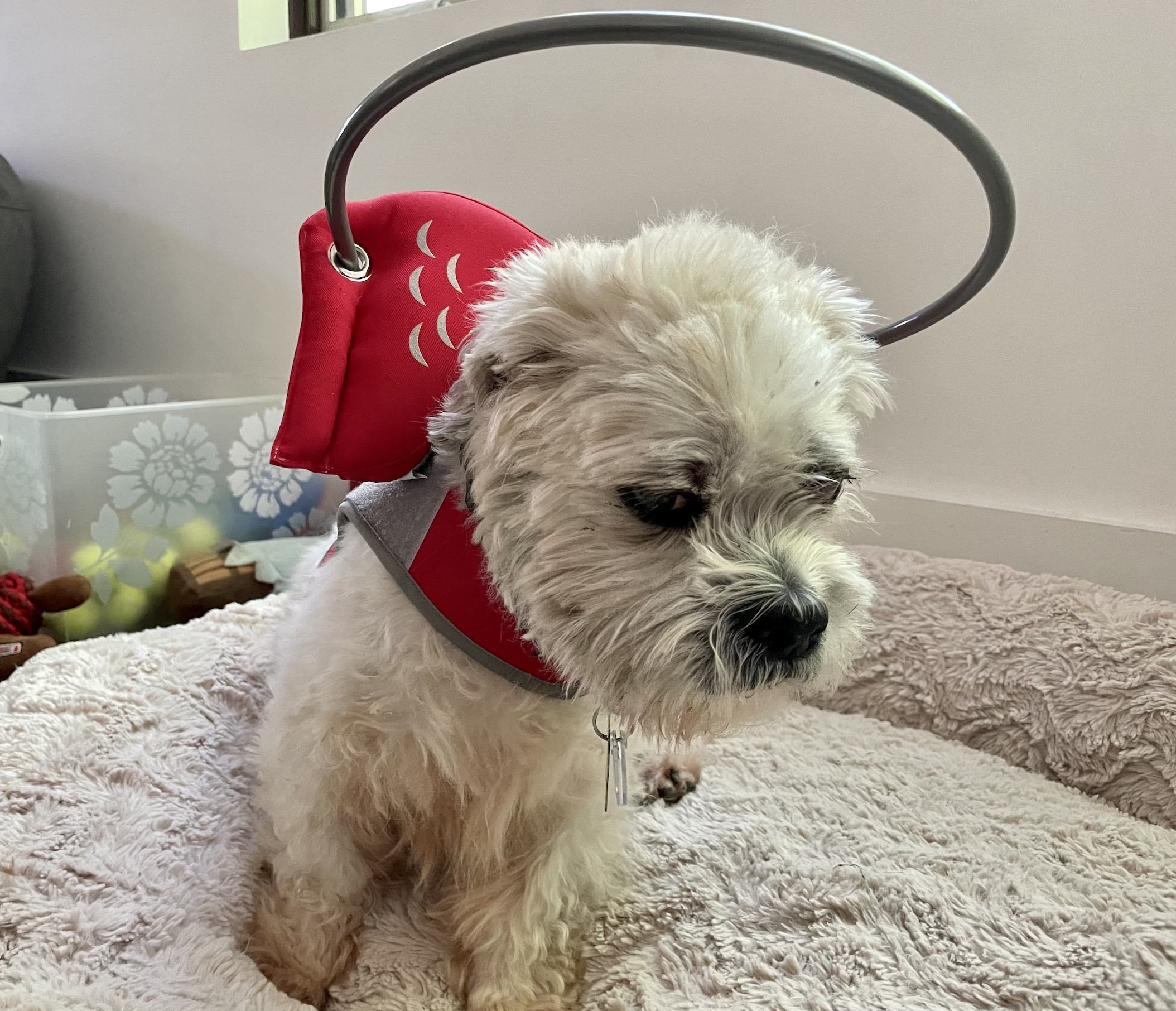 Santos with medical halo small white dog with medical halo