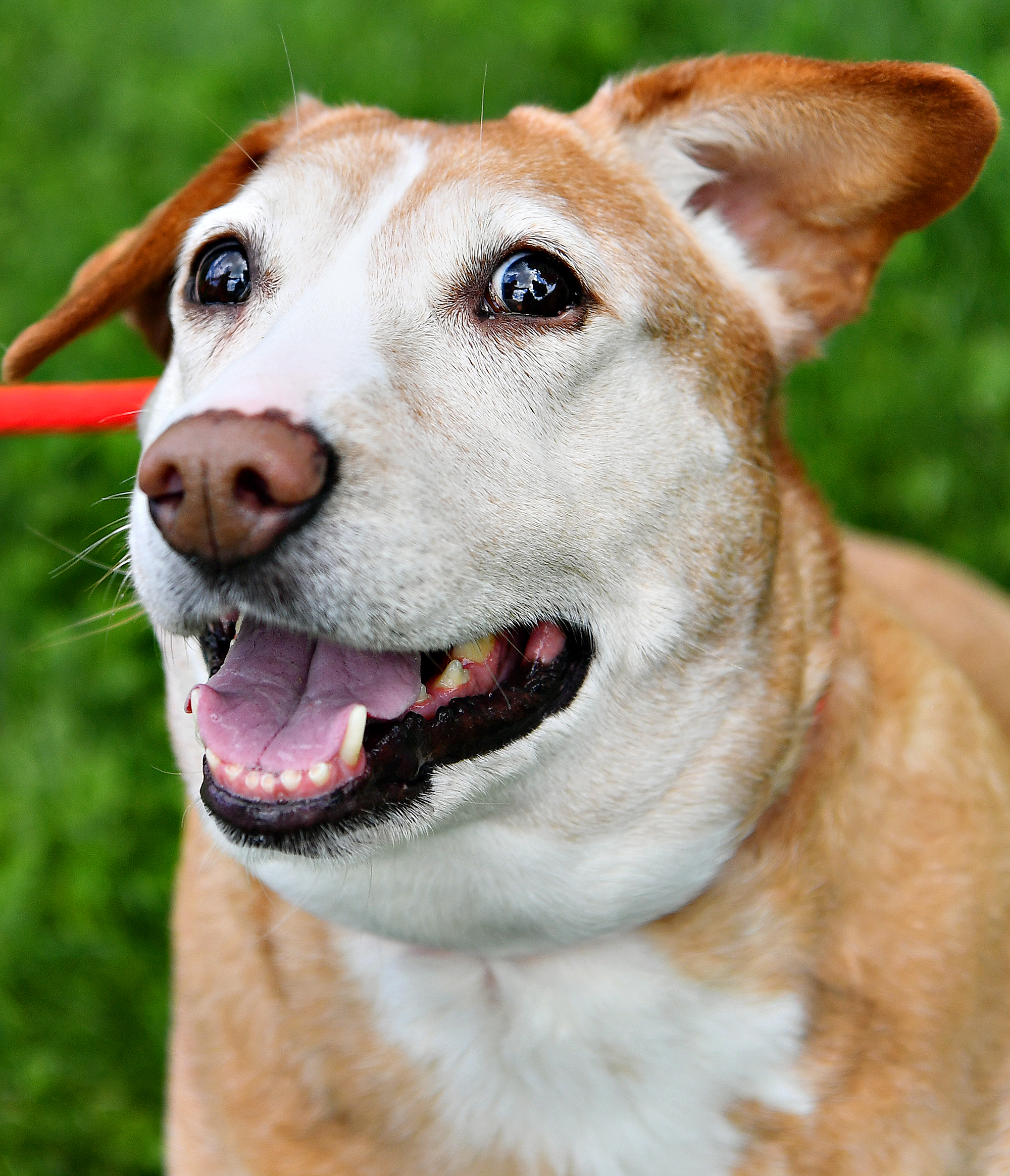 Scully York County SPCA