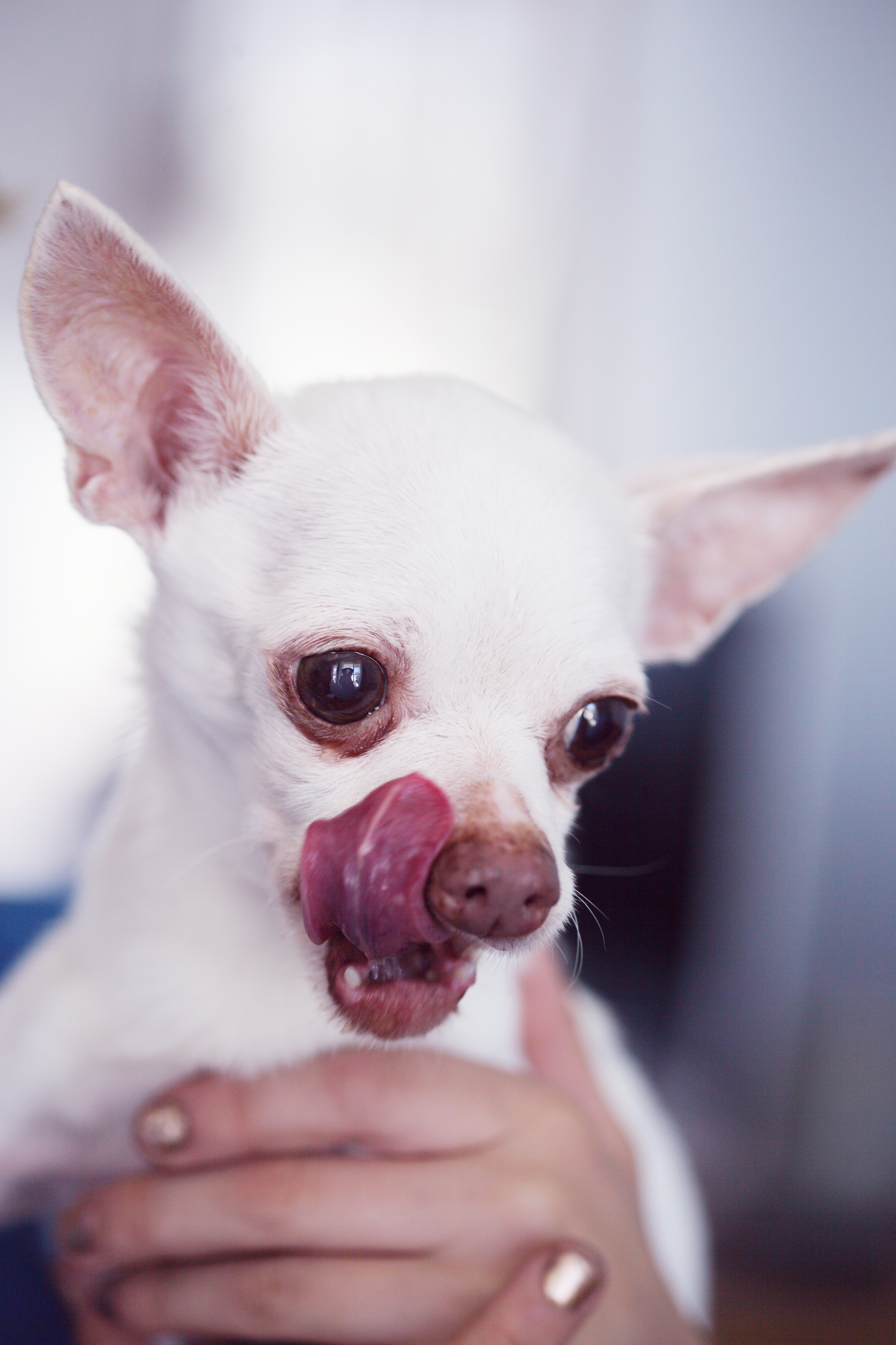 White Chihuahua
