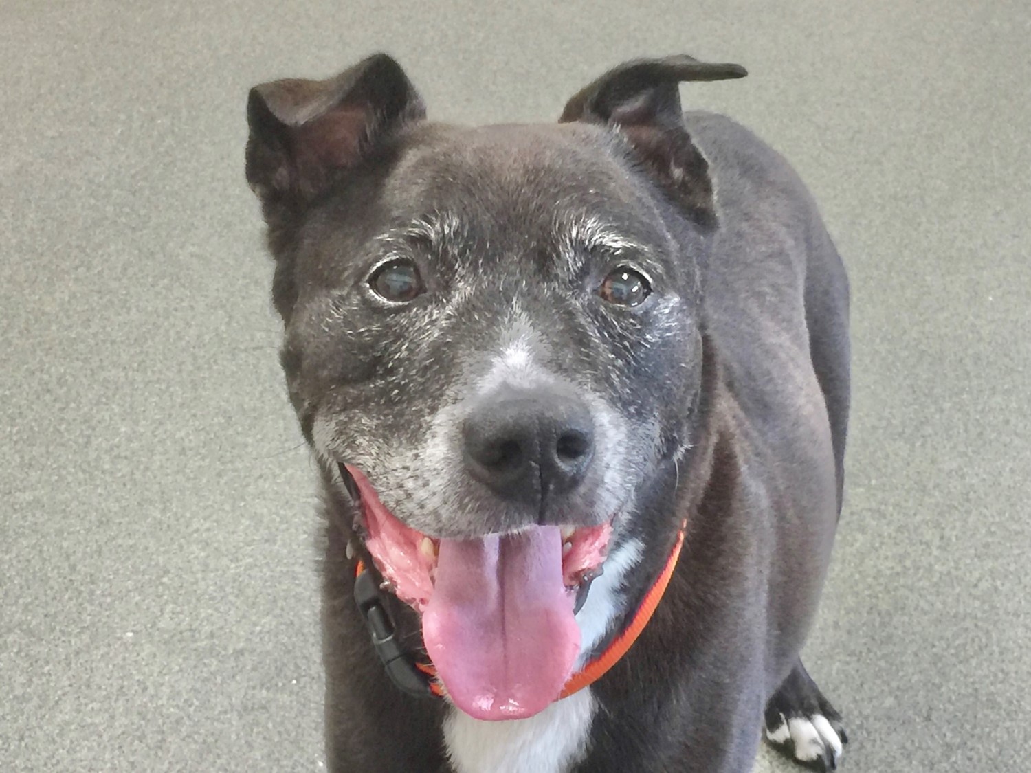 Max The Grey Muzzle Organization