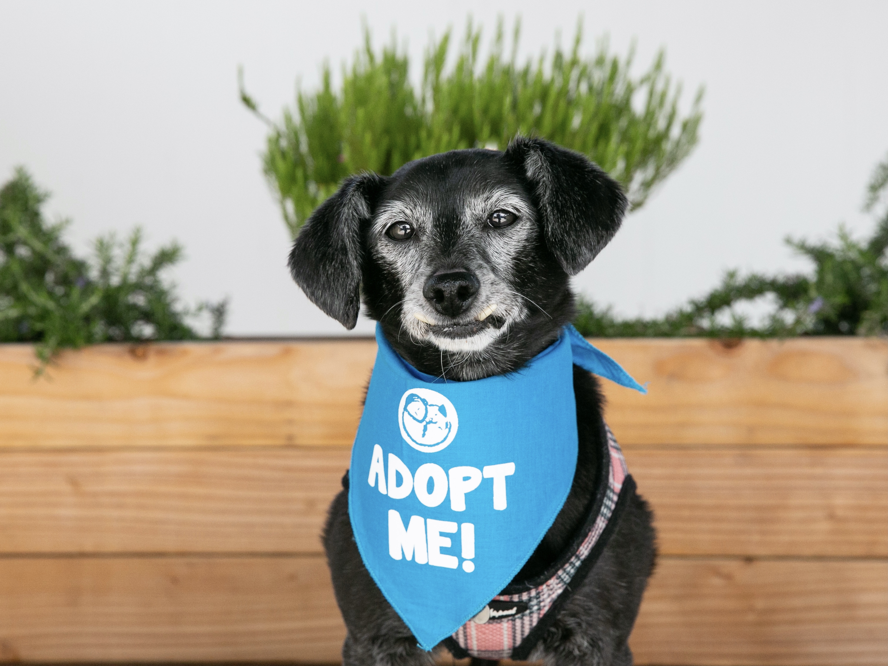 Myra The Grey Muzzle Organization