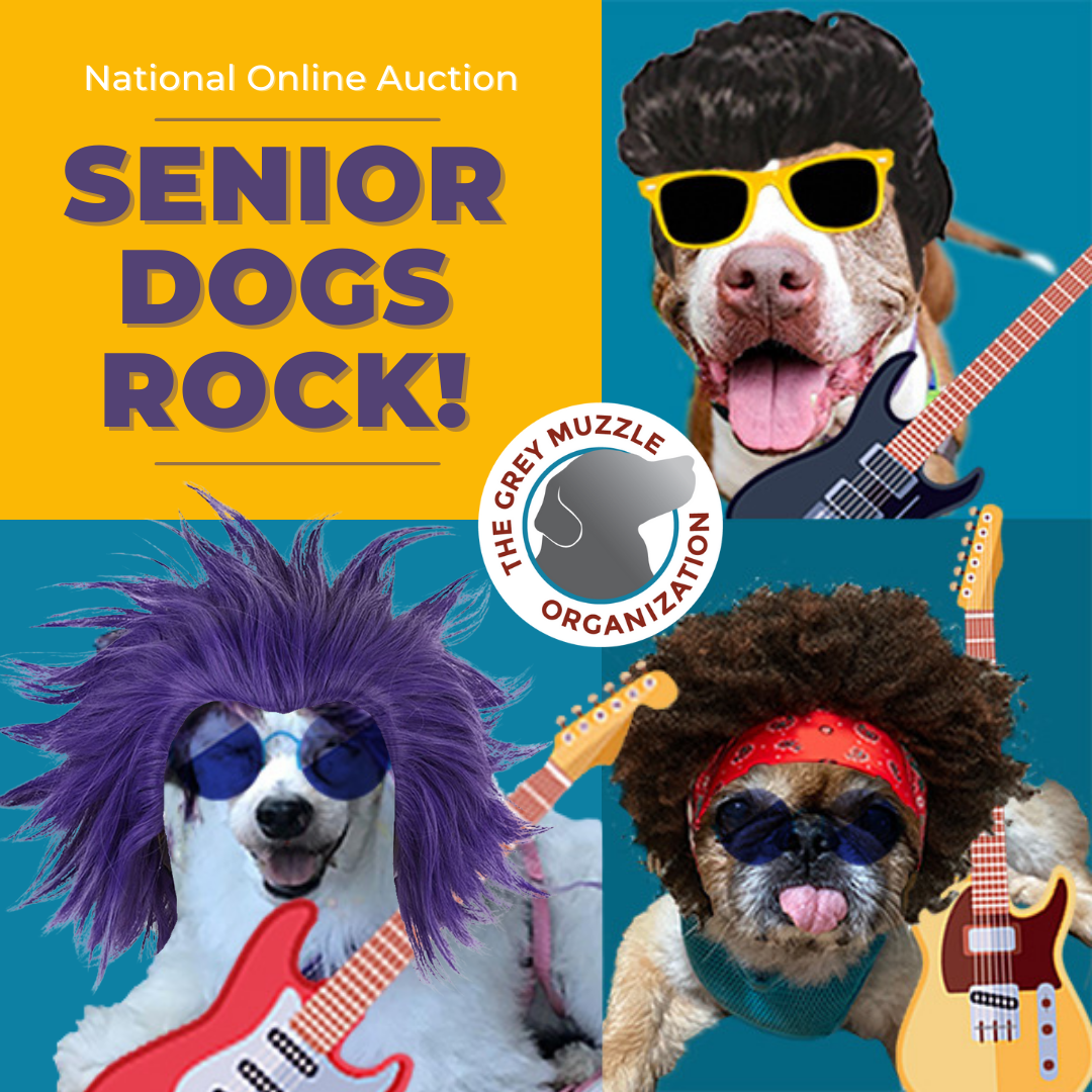 Senior Dogs Rock! Online National Auction | The Grey Muzzle Organization Senior Dogs Rock! Online National Auction | The Grey Muzzle Organization