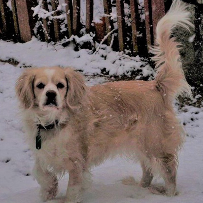 Shamrock in the Snow