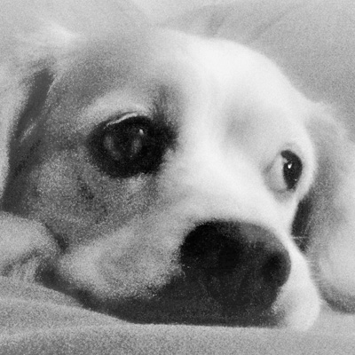 Shamrock Up Close