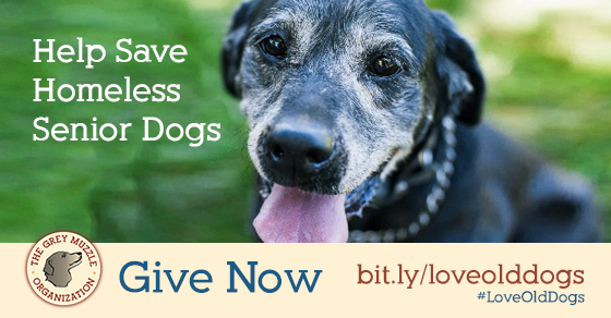 A shareable image that reads \"Help save homeless senior dogs - Give now - bit.ly/loveolddogs - #LoveOldDogs