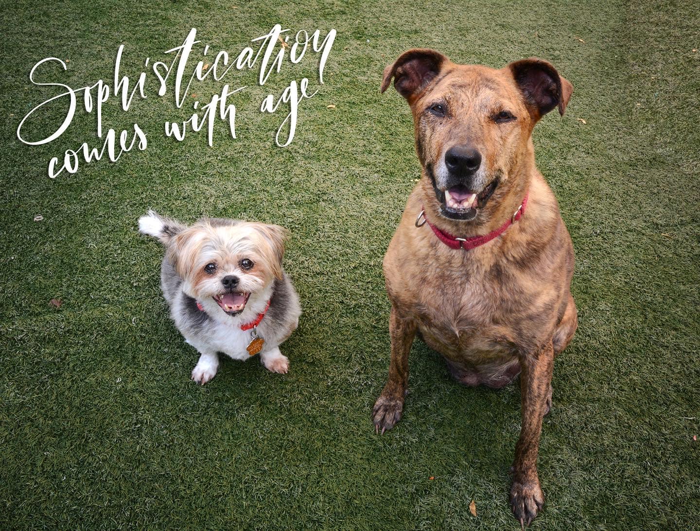 Sheba and Suey smiling at the camera two dogs smiling at the camera
