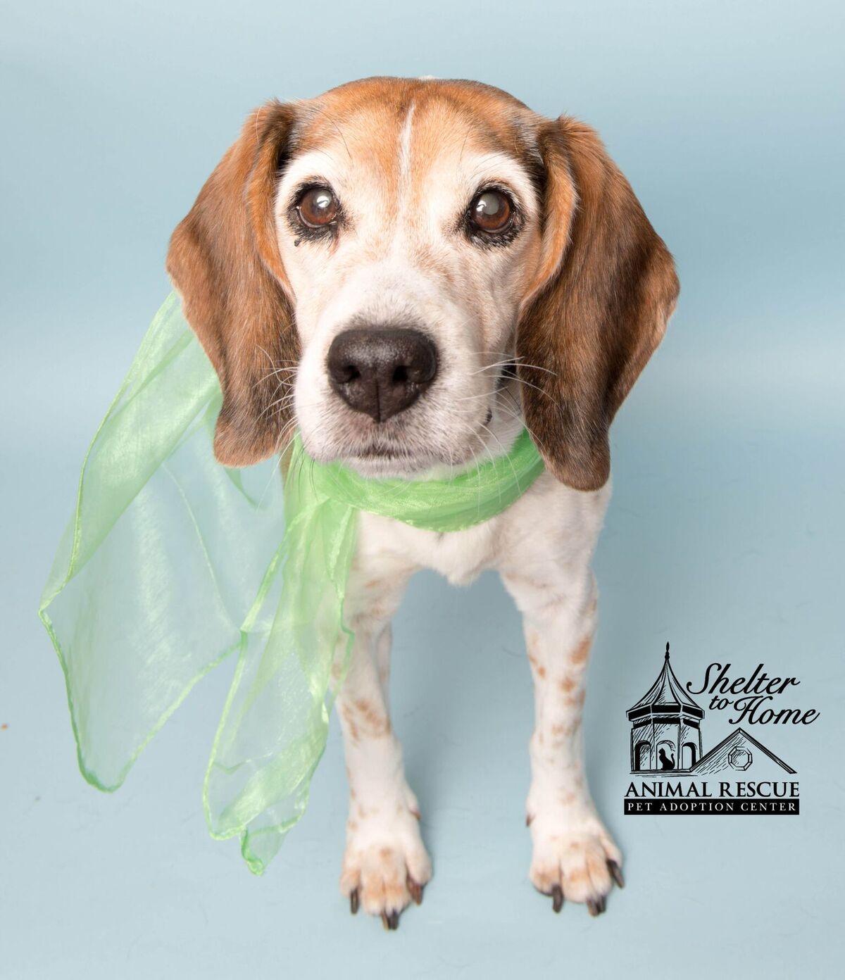 White and brown dog with green scarf standing in blue background