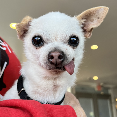 Small Dog with Tounge Out