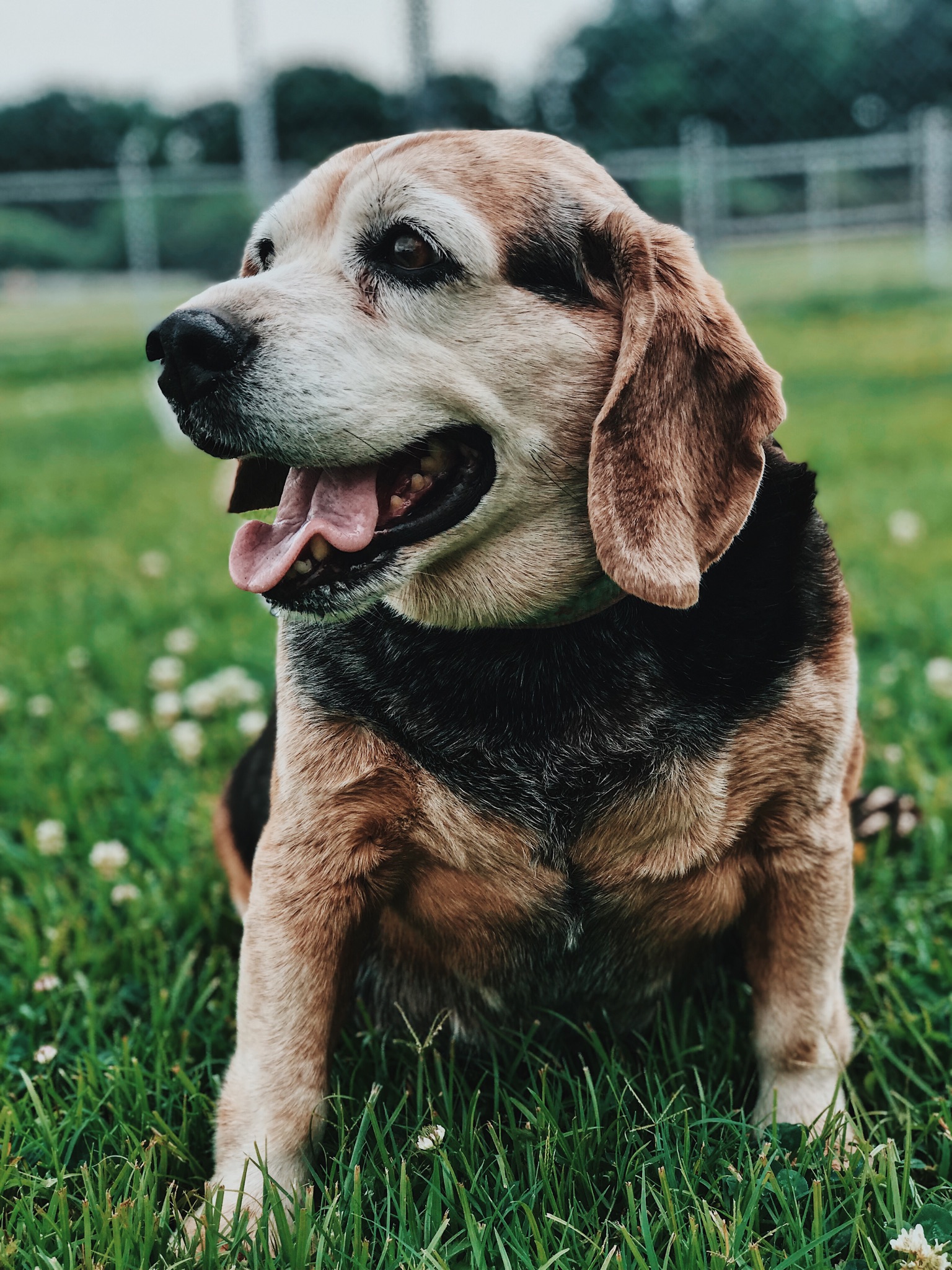 Older beagle sitting in meadow.