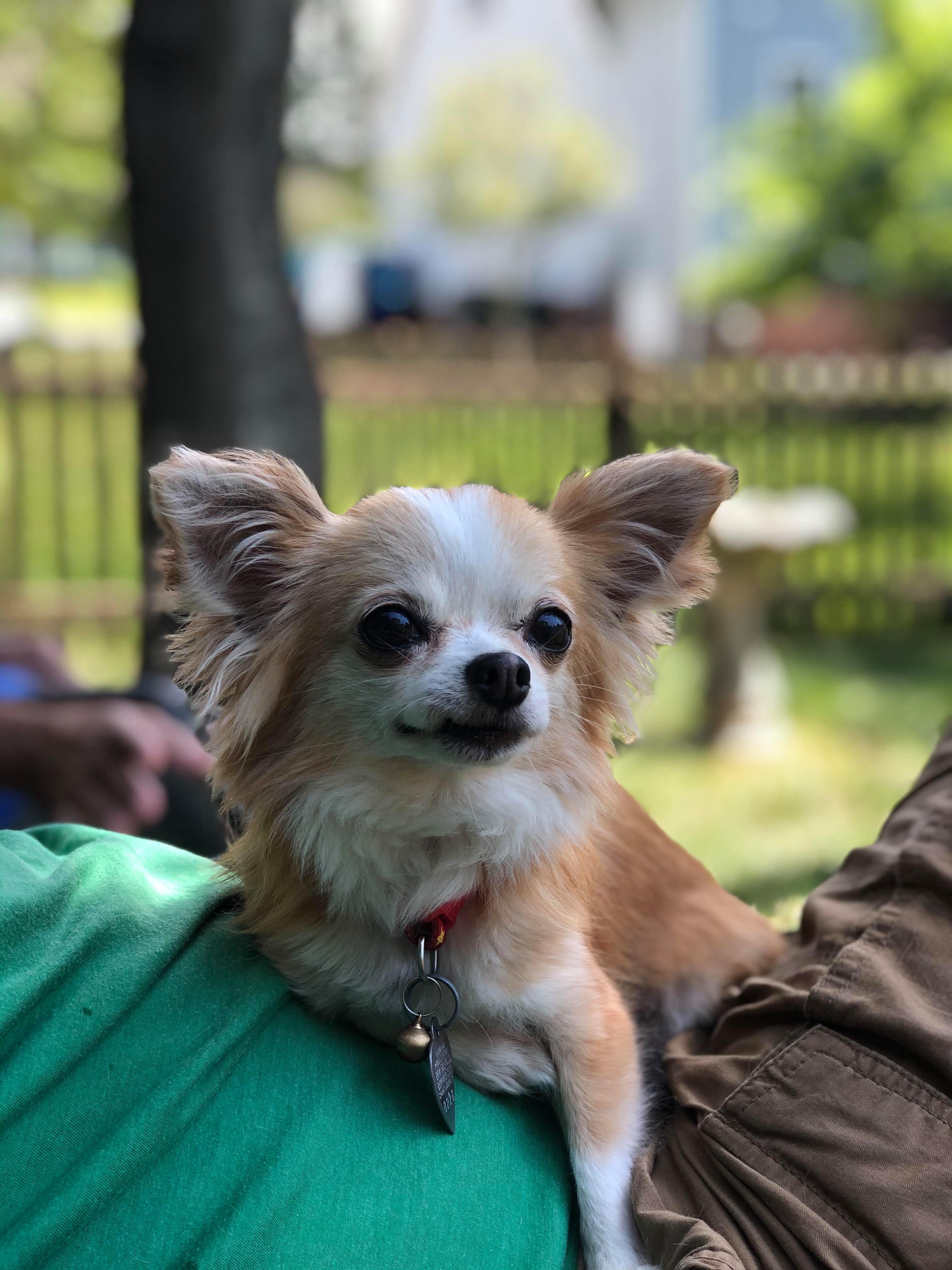 Chihuahua Solana Chihuahua Solana