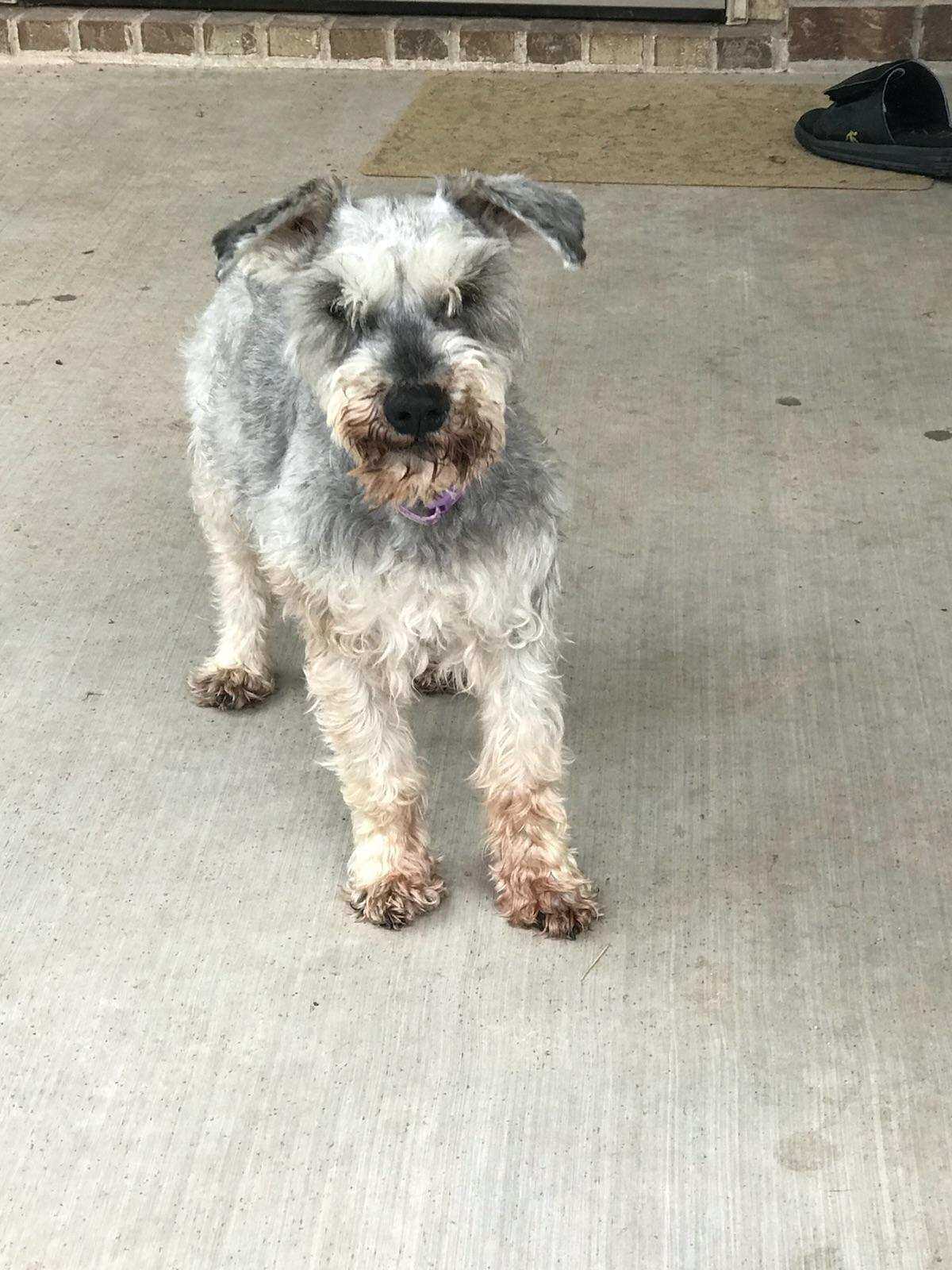 Black and tan schnauzer with grey muzzle standing on concrete.