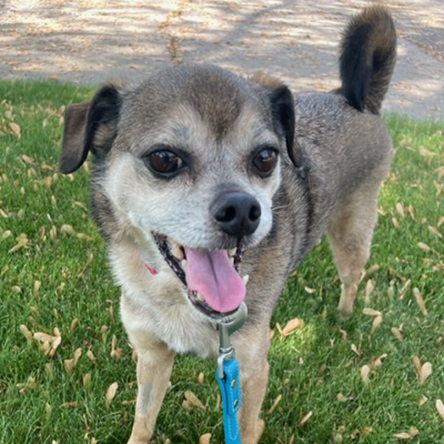 Spike Smiling in the Grass