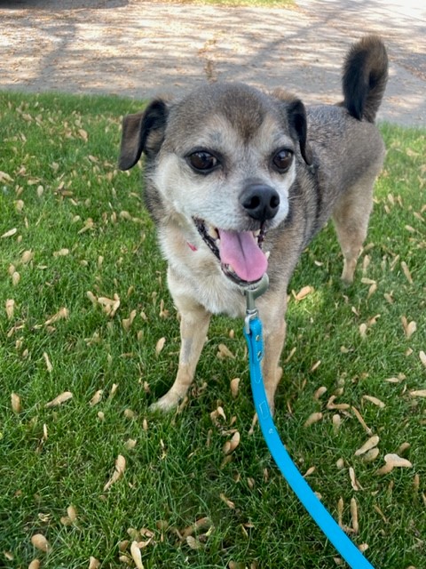 Spike smiling at the camera pug mix smiling at the camera