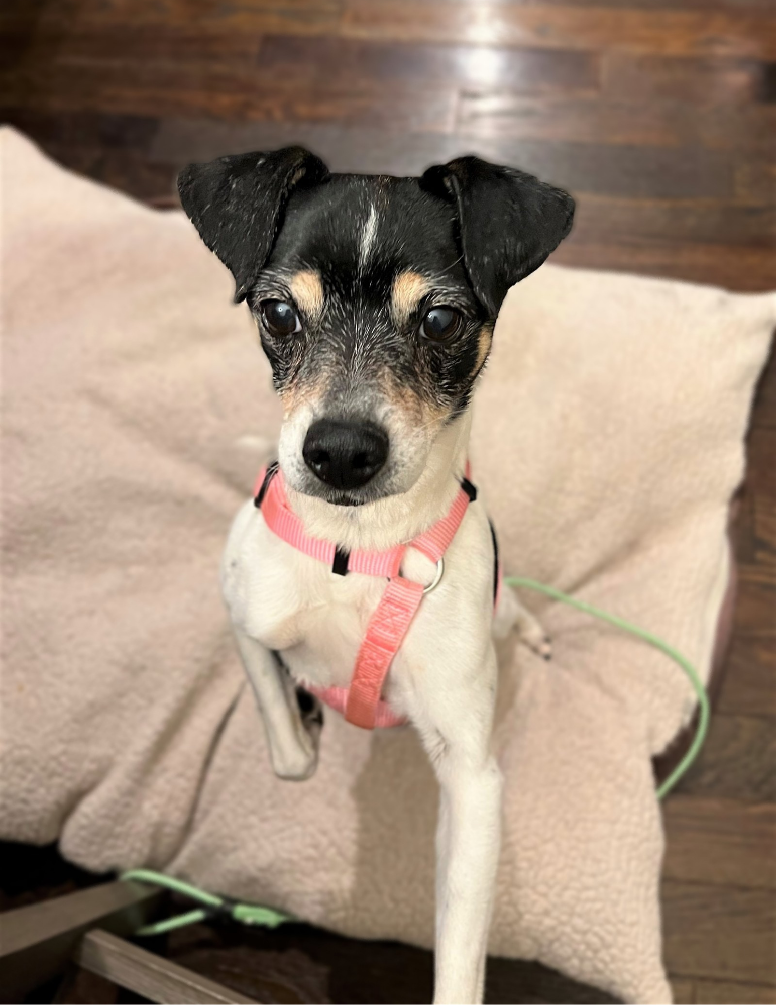 Animal Rescue Foundation | The Grey Muzzle Organization Animal Rescue Foundation | The Grey Muzzle Organization