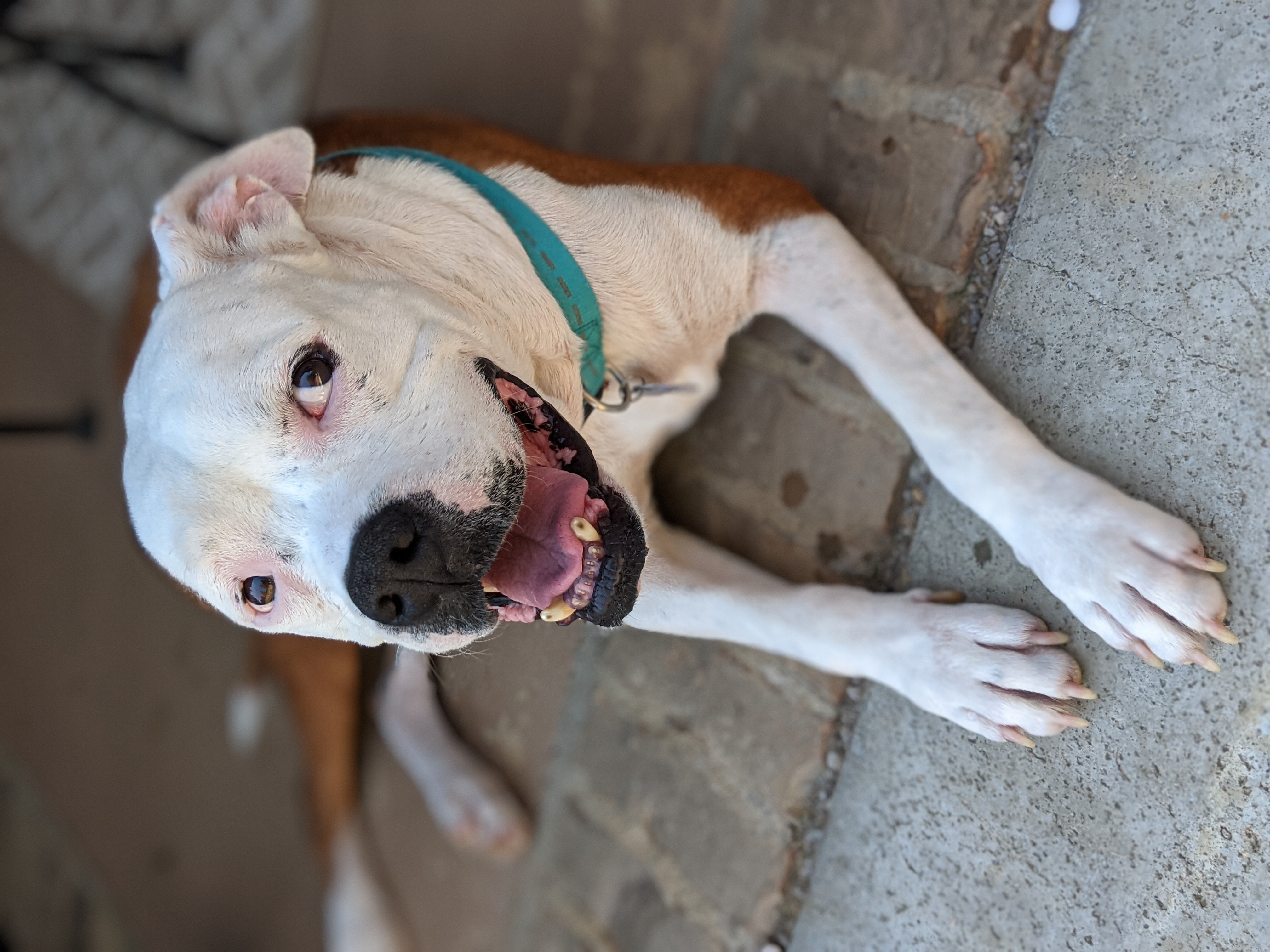 brown and white pit bull dog