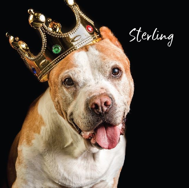 handsome Sterling with crown handsome pitbull with crown