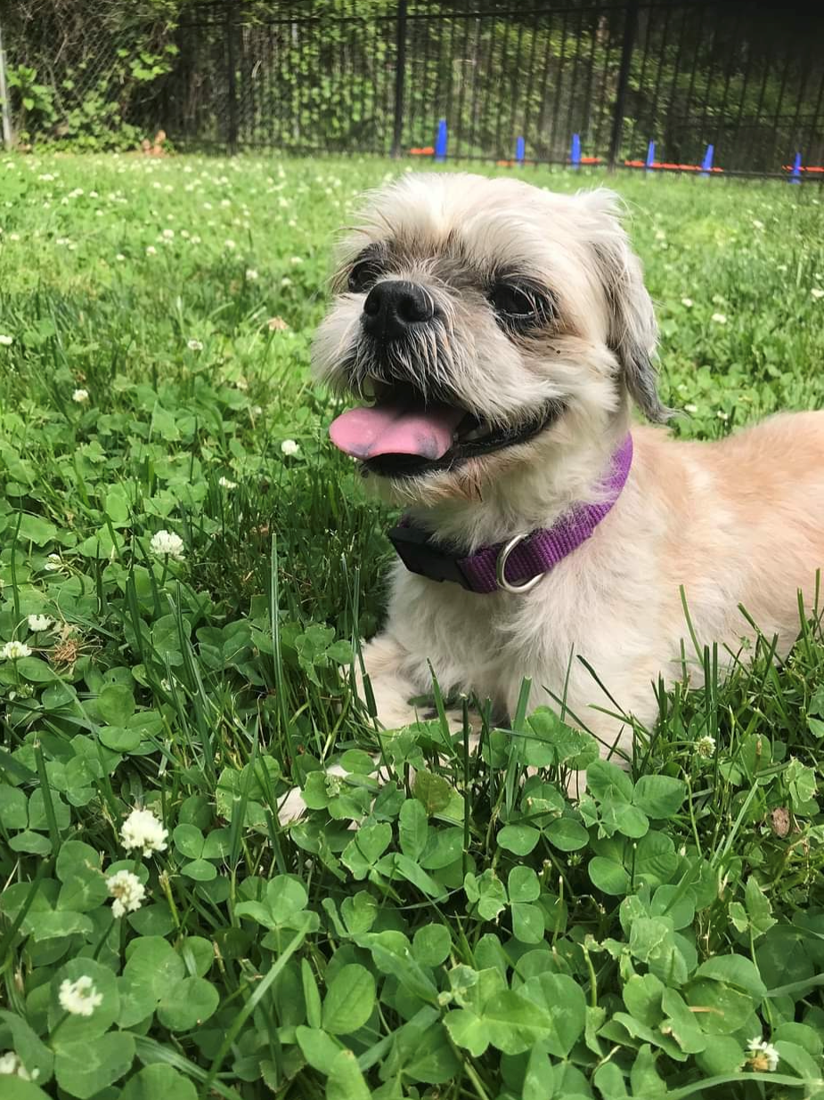 Stuffy Small dog in grass