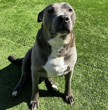 Brutus outside grey and white pitbull