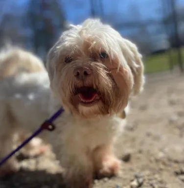 Gabby on leash shih-tzu on leash