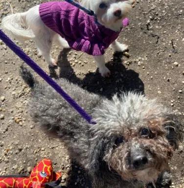 Gem & Gemmy on a walk grey dog and white dog on leashes