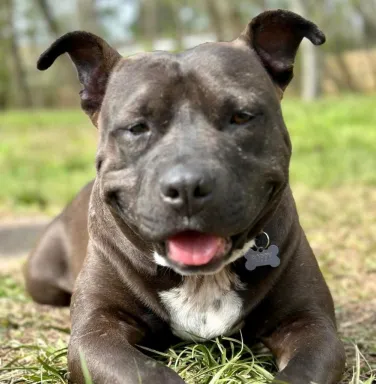 Smiling Poppy smiling dark grey pit bull