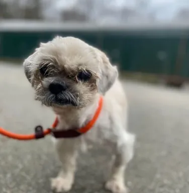 Quesadilla on an orange leash white dog on orange leash