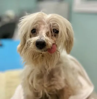 Sally shaggy white dog with tongue sticking out