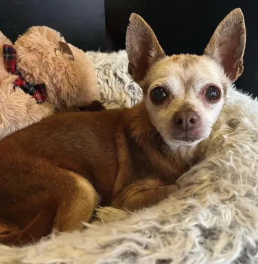 Fancy Nancy the chihuahua beige chihuahua