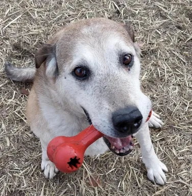 Lorenzo with red toy grey muzzled dog with red toy