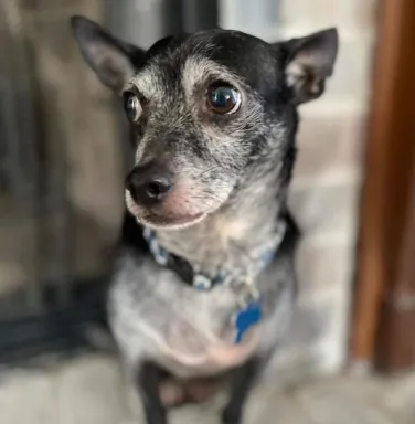 Papa with a grey face small black dog with grey face