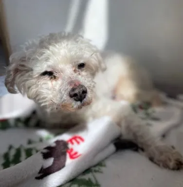 Butterball on a blanket white dog laying on blanket