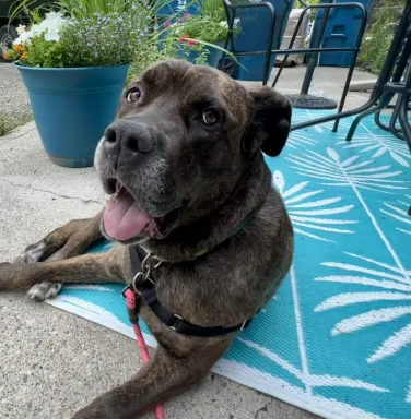 Diamond the cane corso dark colored cane corso