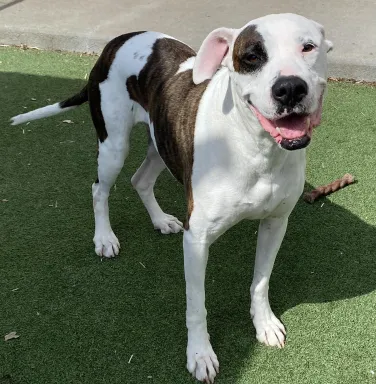 Diva white dog with brown spots