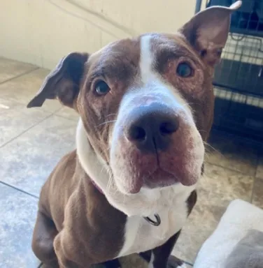 Lucille brown and white pittie