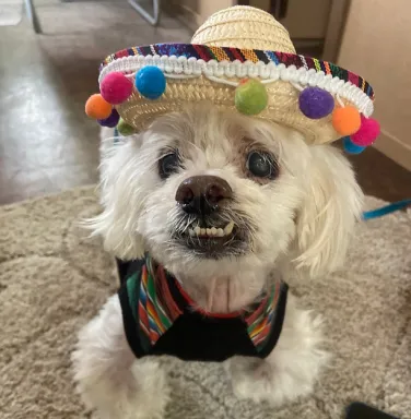 Mr. Big with a somebrero white dog with underbite and sombrero