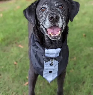 Otto in a tux handsome black dog in tuxedo