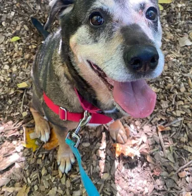 Phoebe smiling smiling grey-muzzled dog