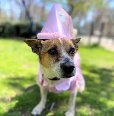 Princess dressed as a princess terrier mix in princess costume