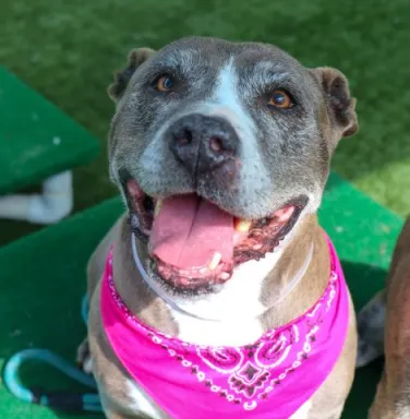 Yolanda smiling smiling pit bull terrier