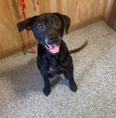 Bella the lab smiling black lab smiling
