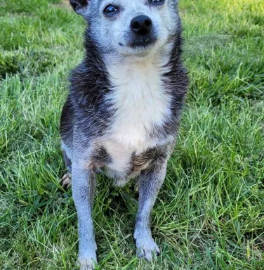 Midnight the grey and black chihuahua grey and black chihuahua