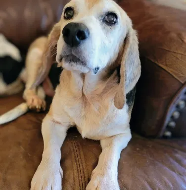 Oswald with soulful eyes beagle on couch with soulful eyes