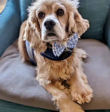 Carter with bowtie cocker spaniel with bowtie