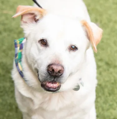 Clark smiling outside smiling golden lab