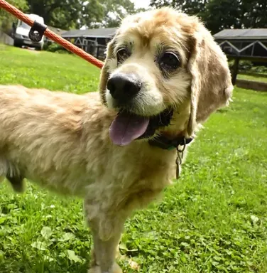 Dexter the spaniel mix spaniel mix