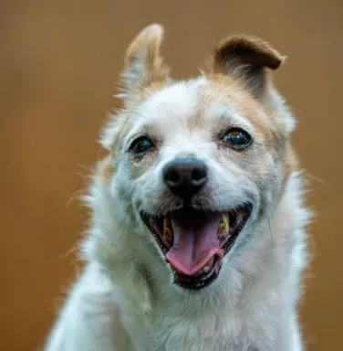 Dorothy smiling jack russell mix smiling