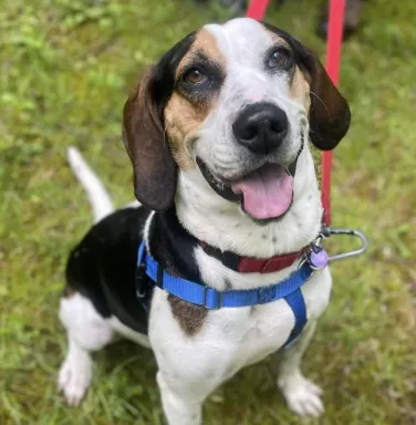 Judith the hound mix smiling hound mix smiling