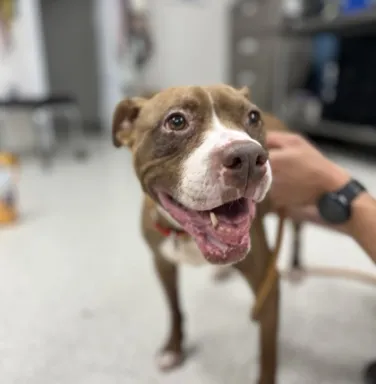 Chocolate smiling brown pitbull smiling