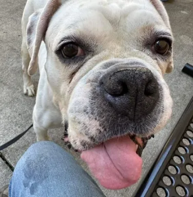 Diesel the white American bulldog white american bulldog with tongue out