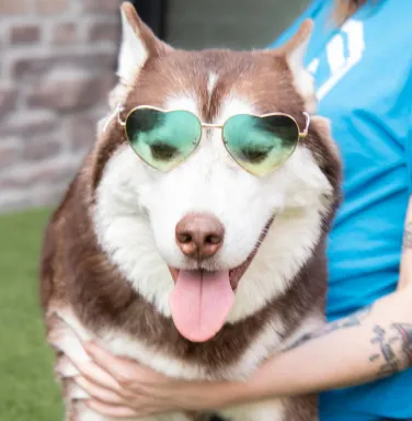 Moose wearing heart-shaped glasses husky dog with heart-shaped glasses